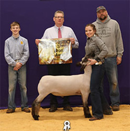 Johnson Club Lambs Winners